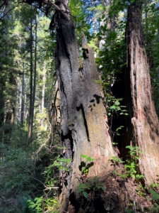While hiking, they saw many trees previously damaged by forest fires. One can see the charred bark from remains of this redwood.