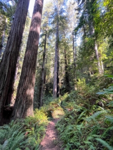 Here is a wider view from one of the trails. Coast redwood, Sequoia sempervirens, and Douglas-fir, Pseudotsuga menziesii, are two of the dominant trees of the old-growth redwood forest. The park takes its name from Prairie Creek which flows near the western edge of the park.