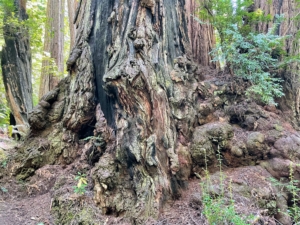 Here is the base of another redwood. Many redwoods in the park have reached 300 feet tall.