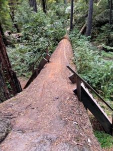 The trees are left in place after falling. Here, ladders are built on both sides of a tree that fell across the trail.