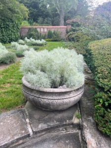 Urns designed by Stanford White are filled with Artemisia mauiensis, or Maui wormwood - a perennial plant native to the island of Maui with mounding, soft silvery foliage.