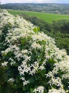 Sweet autumn clematis, Clematis terniflora, flows over a fence with its white fragrant blooms. The hills of the Taconic range can be seen in the distance.