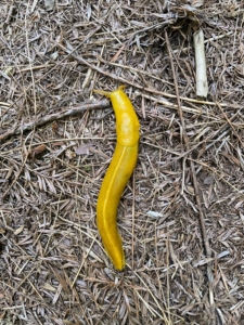 Have you ever seen one of these before? It's a banana slug - a North American terrestrial slug of the genus Ariolimax. They're often bright yellow, but they can also come in green, brown, tan, or white. Banana slugs are a very beneficial species because they help break down decomposing vegetation and return the nutrients to the soil. But don't touch one - banana slug slime is also an anesthetic, so it could make one's skin feel numb.