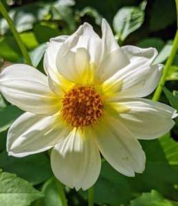 This is a single dahlia with just one row of petals surrounding the center disc. They range from a charming single, daisy-like flower to the popular double varieties which can range from the two-inch-pompons to 12-inch dinner plate size.