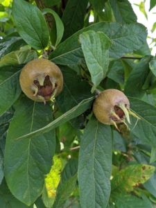 These are the fruits of the medlar, Mespilus germanica – a small deciduous tree and member of the rose family. These fruits are not ready yet – we’ll pick them in late October or early November.