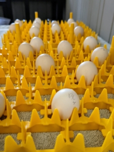 The eggs are placed into holders that fit in the incubator where they are safe from other birds and closely monitored until they hatch. Chicken eggs take 21-days. While the eggs incubate, they are automatically turned once a day, 45-degrees each way, back and forth during this period.