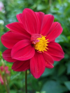The majority of dahlia species do not produce scented flowers or cultivars, but they are brightly colored to attract pollinating insects.