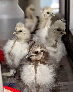 By the end of July, the Silkie chicks are hatched, alert, and healthy.