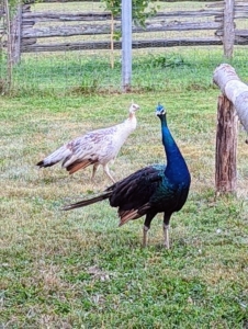 I think they all approve. My peafowl are all very healthy. Full grown, peafowl can weigh up to 13-pounds. All the peacocks and peahens get lots of fresh, organic treats from my gardens.