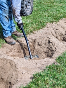 Then, each hole is dug. Remember the rule of thumb for planting trees - dig a hole that is two to three times wider than the root ball, but only as deep as the height of the root ball.