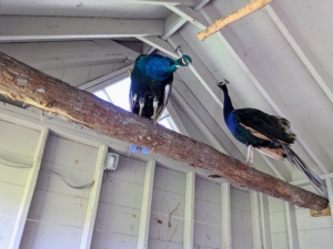 These two found the perches pretty quickly - I think they like them.