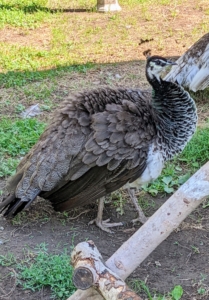 This peahen is looking for a spot on the same ladder. On its head, both male and female peafowl have the fancy crest called a corona.