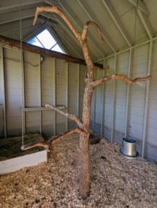 We already secured two trees inside, where they could roost, but we also added perches up above.