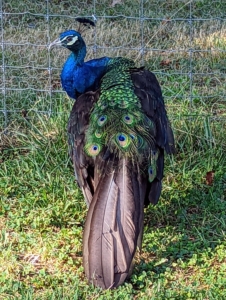 Peacocks are so photogenic with their iridescent blue necks. The males have already dropped their long tail feathers, but they will start to regrow again in the fall in preparation for mating season, which starts up again in February.
