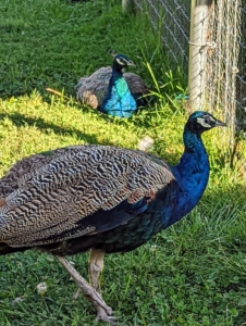 Peafowl are very smart, docile and adaptable birds. They are quite clever and will come close to all who visit. And peafowl have acute hearing, but can be poor at discerning from what direction certain sounds originate.