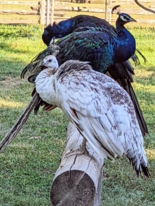 Peafowl are beautiful birds, but do not underestimate their power – they are extremely strong with very sharp spurs. And they will perch on anything above ground to get a better view.
