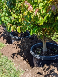In assembly line process, each tree is placed into a designated hole, still in its pot. This way, we can make sure there are enough holes for each tree and all of them are lined up perfectly.