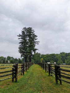 Even with gray clouds overhead, the great white pines stand tall in the landscape. These white pine trees are visible from almost every location on this end of the farm. Pinus Strobus is a large pine native to eastern North America. Some white pines can live more than 400-years.
