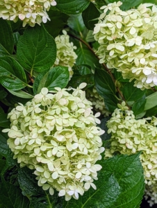 There are still many hydrangeas blooming in the perennial garden across from my vegetable garden. Hydrangea is a genus of at least 70-species of flowering plants native to southern and eastern Asia and the Americas. The Hydrangea “flower” is really a cluster of flowers called a corymb.