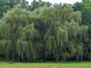 This is my grove of weeping willows on the edge of one of my hayfields. Weeping willows are upright, fast-growing, deciduous trees that can grow up to 80-feet tall. Because of their massive root systems, they need a fair amount of room to grow. They also prefer wet feet and are often planted on the banks of streams and rivers to prevent erosion.