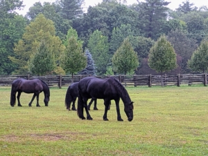 And did you see my Instagram page @MarthaStewart48? My handsome Friesians and Fell pony were enjoying the rain too. How much rain have you been getting this summer? Share some of your weather updates with me - I am eager to hear from you.