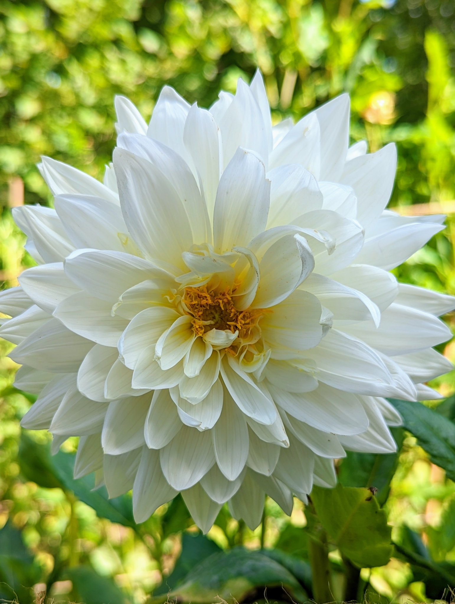 More Beautiful Dahlia Blooms in My Garden - The Martha Stewart Blog