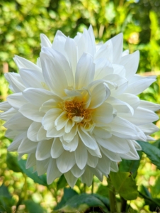 Dahlias can also vary in height, leaf color, form, and shape. This is because dahlias are octoploids, meaning they have eight sets of homologous chromosomes, whereas most plants have only two.