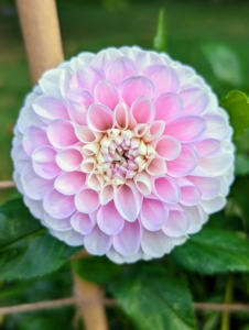 There are about 42 species of dahlia, with hybrids commonly grown as garden plants. Pompon dahlias are almost round in shape with tightly quilled petals. This one is a pretty pink and white color.