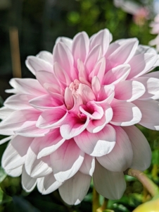 Dahlias were first recorded by Westerners in 1615, and were then called by their original Mexican name, acoctli. The first garden dahlias reached the United States in the early 1830s. Today, dahlias are grown all over the world.