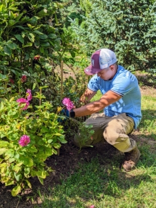 Here's Moises staking some of the shorter dahlias and removing pesky weeds surrounding the plants - maintenance in the garden is so important. We also use organic mulch, made here at the farm, around the plants to prevent weeds and conserve moisture.