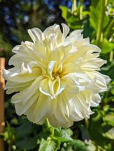 Dahlias come in white, shades of pink, red, yellow, orange, shades of purple, and various combinations of these colors – every color but true blue.