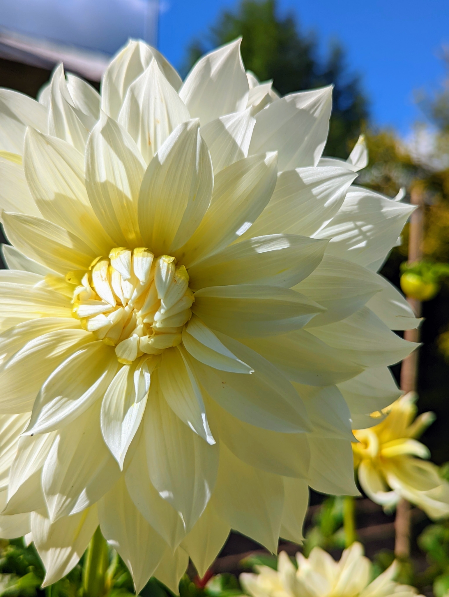More Beautiful Dahlia Blooms in My Garden The Martha Stewart Blog
