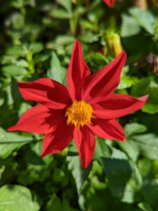 This single dahlia is bright red with a bold yellow center.