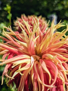 And here is another cactus dahlia in bright salmon pink and yellow.