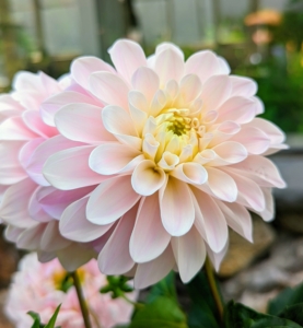 From the side, many dahlia petals grow all around the flower head giving it a very full appearance.