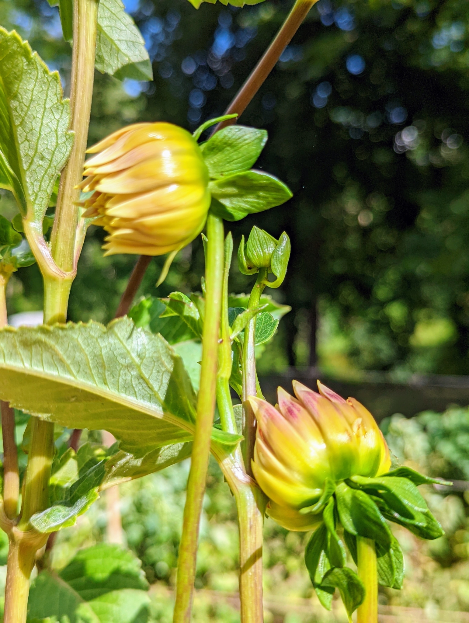 More Beautiful Dahlia Blooms in My Garden The Martha Stewart Blog