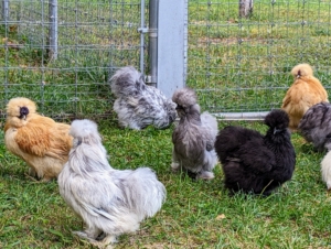 Silkies are also adaptable and playful. And, they are naturally more calm than most other breeds.