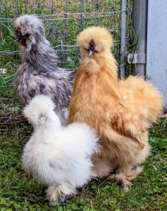 And now the birds are in a more permanent yard where they join some older Silkies. Silkies were originally bred in China. They are best known for their characteristically fluffy plumage said to feel silk- or satin-like to the touch. Underneath all that feathering, they also have black skin and bones and five toes instead of the typical four on each foot.