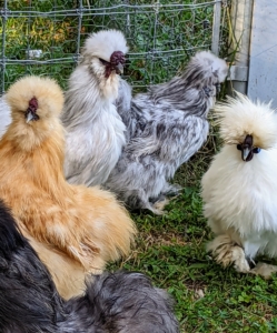 There are eight Silkie color varieties accepted by the American Poultry Association. They include black, blue, buff, gray, partridge, splash, and white.