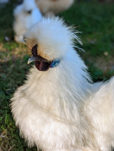 Here, one can see this Silkie’s grayish-blue beak, which is short and quite broad at the base.