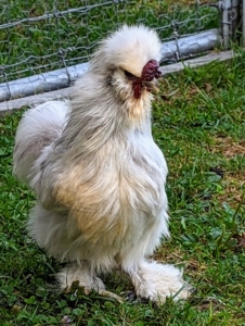 This breed grows a bit slower than other chicken breeds. The combs of Silkie chickens are very dark maroon red. Both male and female chickens have combs, but they’re larger in males. Baby chicks hatch with tiny combs that get larger as they mature.