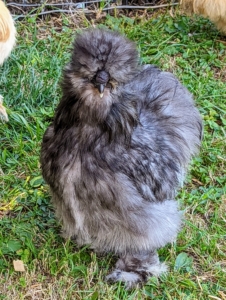 It is believed that the Silkie was first mentioned by Marco Polo around 1290 to 1300 during his journey across Europe and the Far East. Although he did not see the bird, it was reported to him by a fellow traveler, and he wrote about it in his journal, describing it as “a furry chicken.” The Silkie chicken made its way westward either by the Silk Road or by the maritime routes, most likely both. Experts accepted the Silkie into the British Poultry Standard of Perfection in 1865 and the American Poultry Association standard in 1874. These beautiful birds make a great addition to my animal family here at Cantitoe Corners.