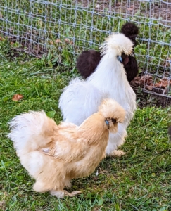 Silkies weigh anywhere from 1.1 pounds for a female Bantam variety, up to four pounds for a large breed Silkie.