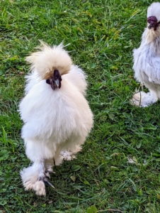 In general, chickens are quite vocal. They make around 30 different calls to communicate with each other, expressing everything from “I am hungry” to “there’s a predator nearby.” While these birds are a bit quieter than others, they still peep and communicate within their flock.