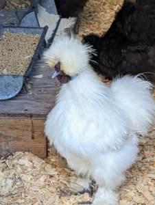 The head on a Silkie should be crested, looking somewhat like a pompom. The head on this white Silkie is a good example.