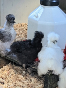 Here are some of the youngest Silkies at the waterer. Whenever we move babies, we always re-introduce them to the food and water container, so they always know where to find them.