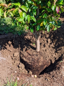 Each Parrotia is carefully backfilled. Another rule is "bare to the flare" meaning only plant up to the flare, where the tree meets the root system.