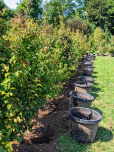 Here is the row all planted - every tree lined up straight. Parrotia persica is in the family Hamamelidaceae, closely related to the witch-hazel genus Hamamelis. It is native to northern Iran and southern Azerbaijan and it is endemic in the Alborz mountains. It grows best in USDA Zones 5 to 8.