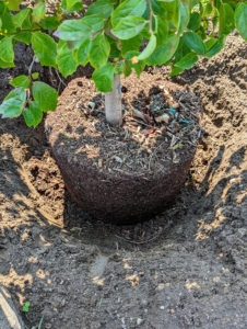 The next day was all for planting. Each Parrotia was removed from its pot and positioned into its new hole with the best side facing the path.