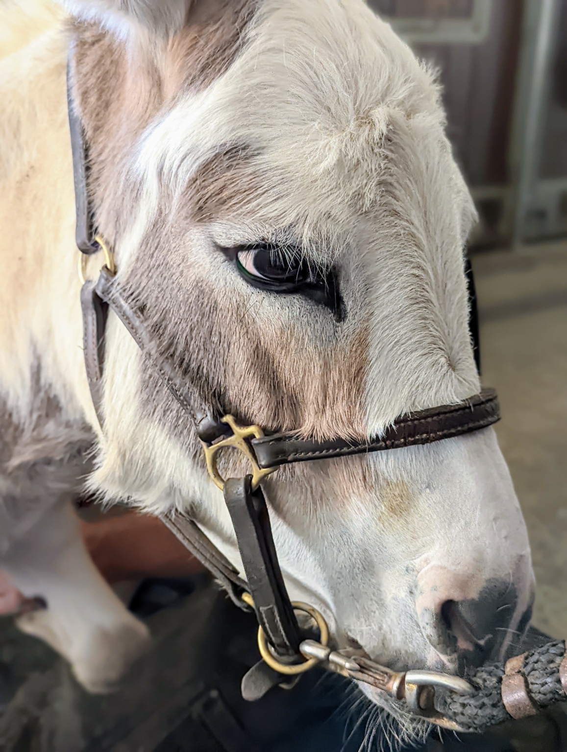 Time for My Donkeys to Get Their Hooves Trimmed The Martha Stewart Blog